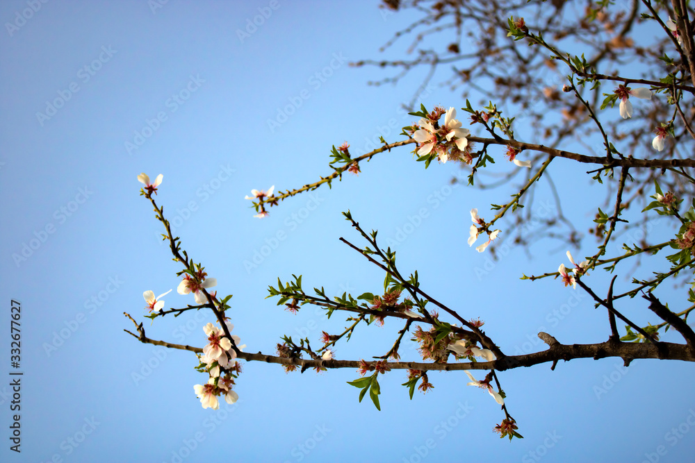 Close up on tree branch with white flowers on a blue sky background Close up on tree branch with white flowers on a blue sky background