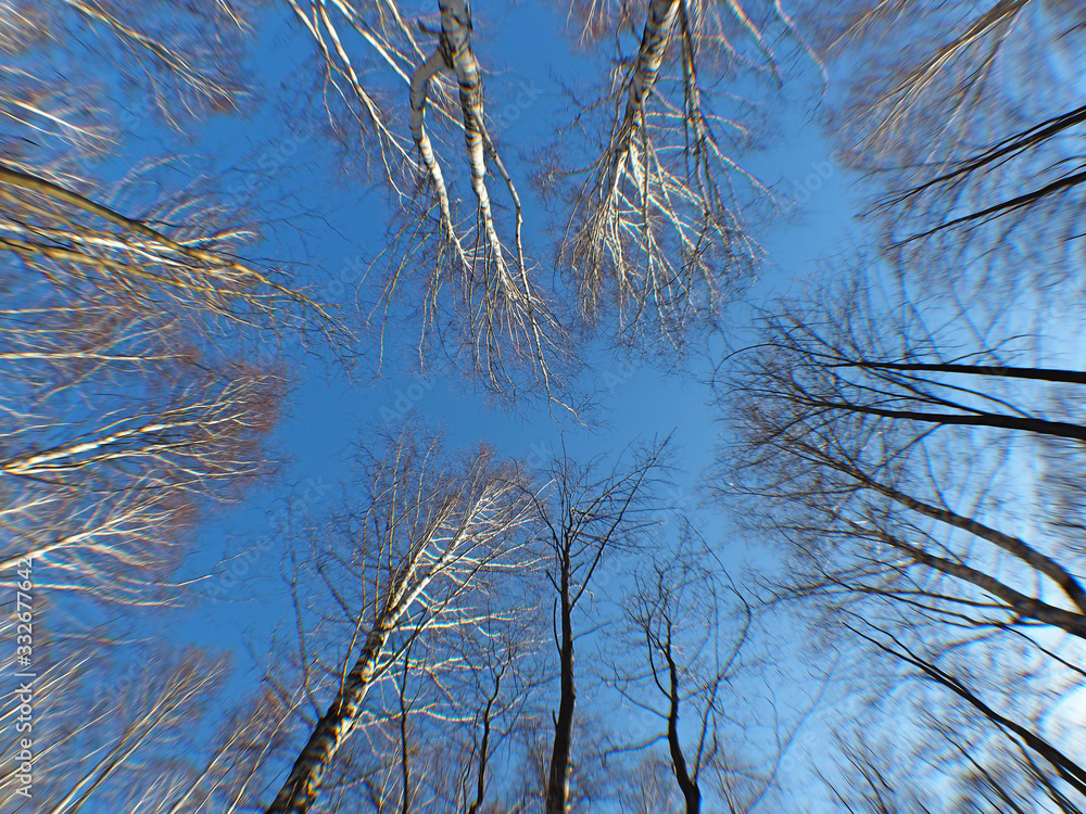 Obraz premium The bare branches of the trees in the sky. Fisheye. Spring. Ural, Russia.