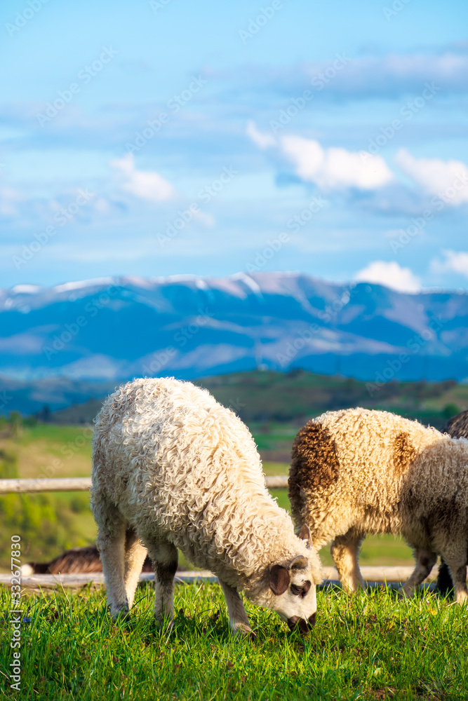 goat and sheep grazing on the alpine meadow. beautiful scenery with green grass on the hill, rural valley and distant ridge in evening light. wonderful sunny weather in springtime goat and sheep grazing on the alpine meadow. beautiful scenery with green grass on the hill, rural valley and distant ridge in evening light. wonderful sunny weather in springtime