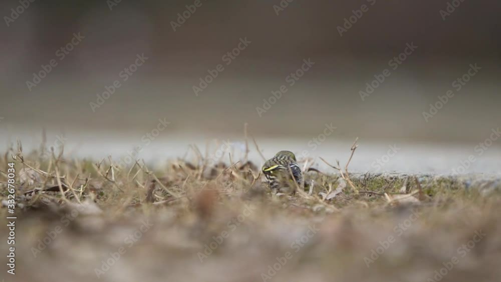 European Serin Looking For Food Walking Around On Grass. Low Angle, Slow Motion European Serin Looking For Food Walking Around On Grass. Low Angle, Slow Motion