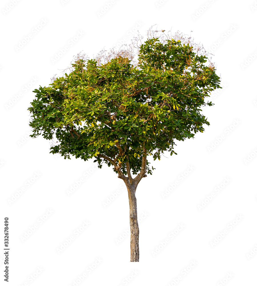 Plant tree isolated on white background for design cutout.