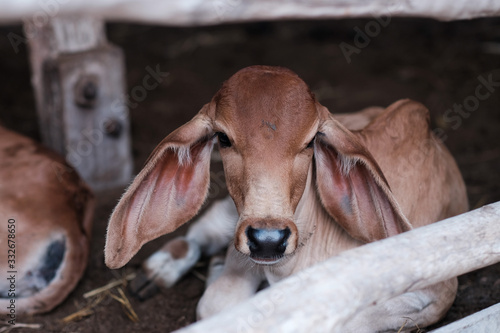 Little cow in organic farm © thanakorn