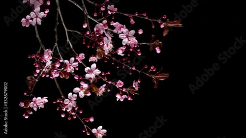 4K Time Lapse of blossoming branch with pink Cherry blossom flowers. Time-lapse spring tree branch with flowers and buds, isolated on black background. Stick tree branch springtime.