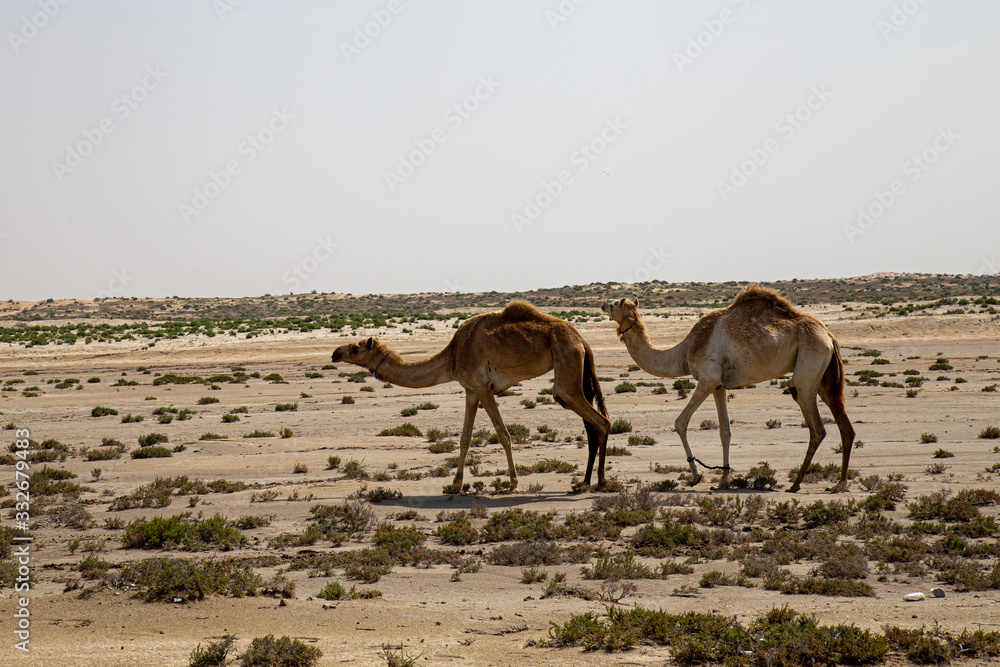 Kamele /Dromedare in der Wüste.