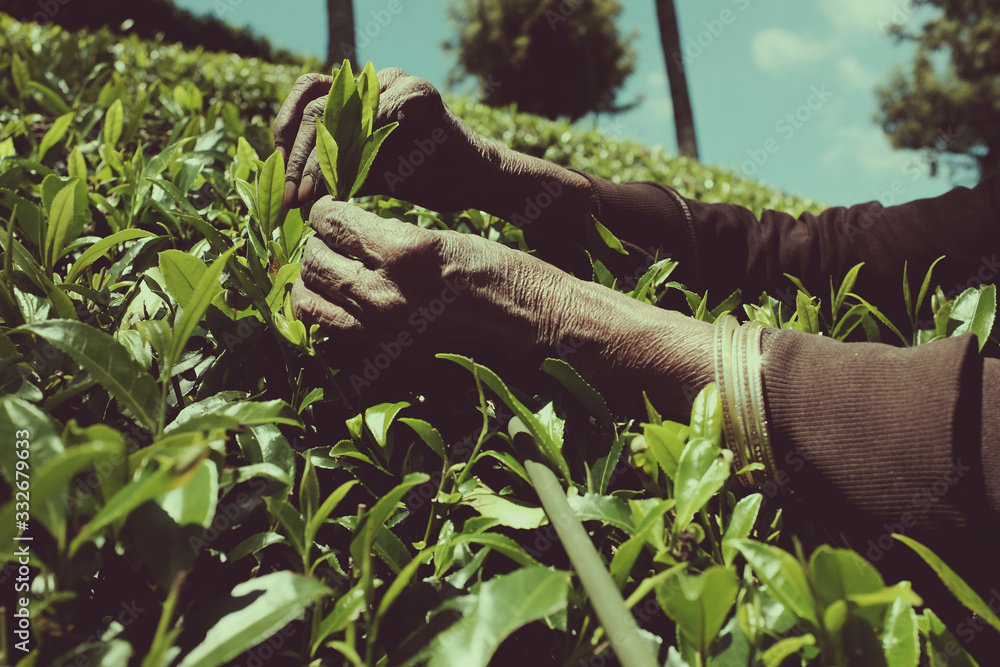 Sri Lanka - the country where tea grows Sri Lanka - the country where tea grows