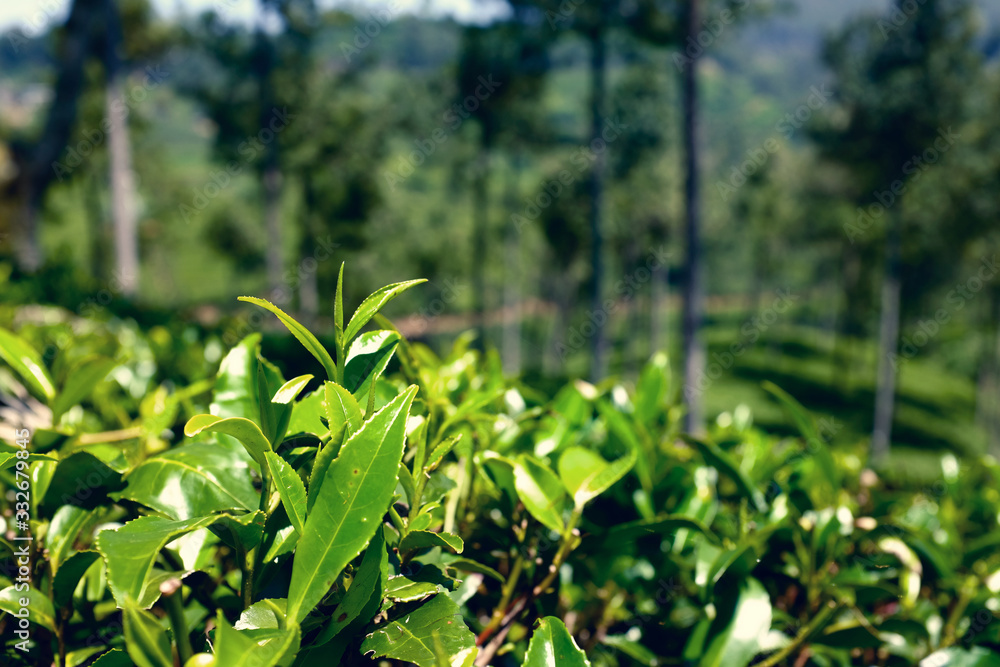 Sri Lanka - the country where tea grows Sri Lanka - the country where tea grows
