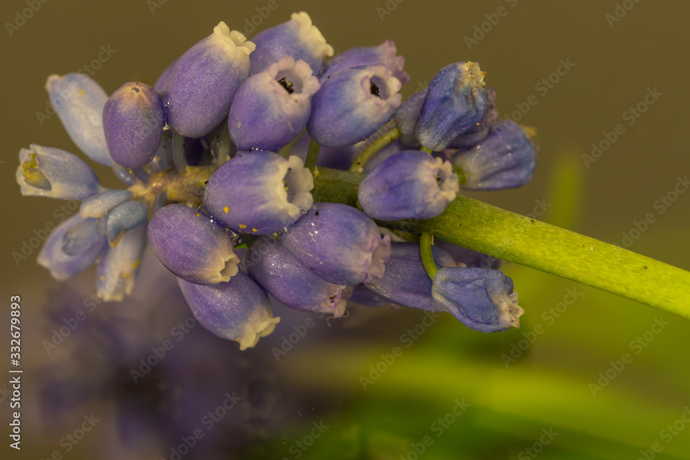 Blue Muscari or Grape hyacinth first spring flowers on a glass for reflections.Springtime concept Blue Muscari or Grape hyacinth first spring flowers on a glass for reflections.Springtime concept