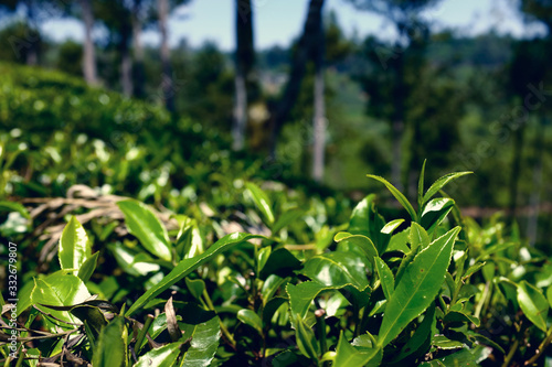 Sri Lanka - the country where tea grows