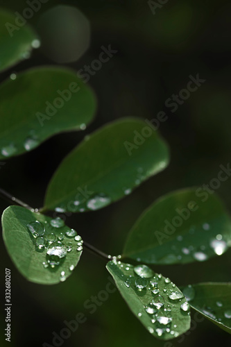 Green Branch With Leaves / Raindrops On Leaf / Shadow Light Dark / Nature Botanical Plant Foliage