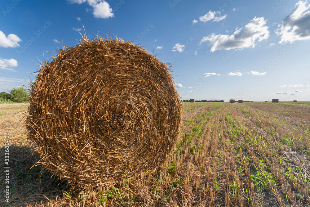 Agriculture field with hay bales and blue sky Agriculture field with hay bales and blue sky
