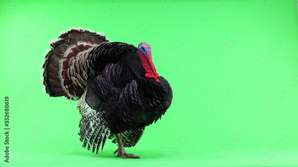 Turkey opens its feathers and calms down and makes a sound. The bronze