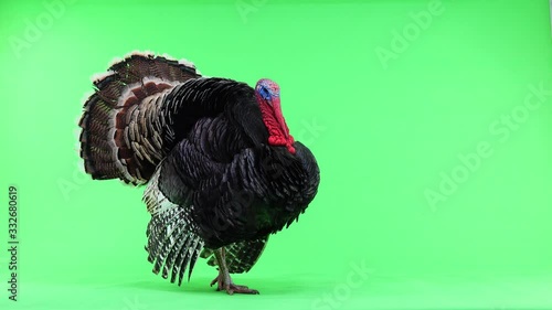 Turkey opens its feathers and calms down and makes a sound. The bronze turkey is insulated with a green screen for 1.5 years and weighs 12 kilograms. photo