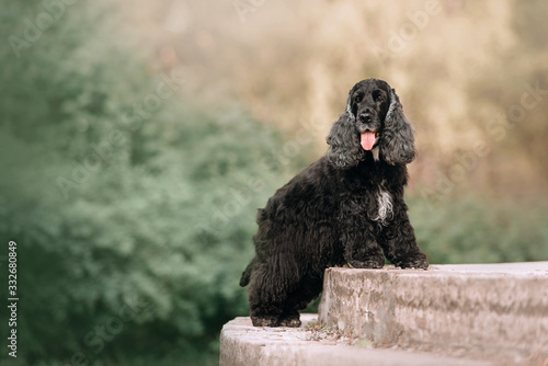 Obraz na płótnie english cocker spaniel dog posing outdoors in summer