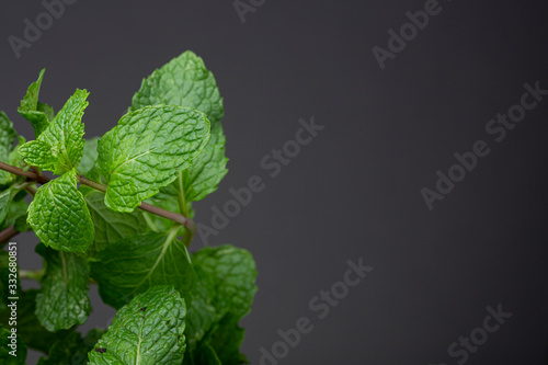 Vibrant green spearmint leafs with empty space. Low key studio shot of fresh spice against an even grey dark background. photo