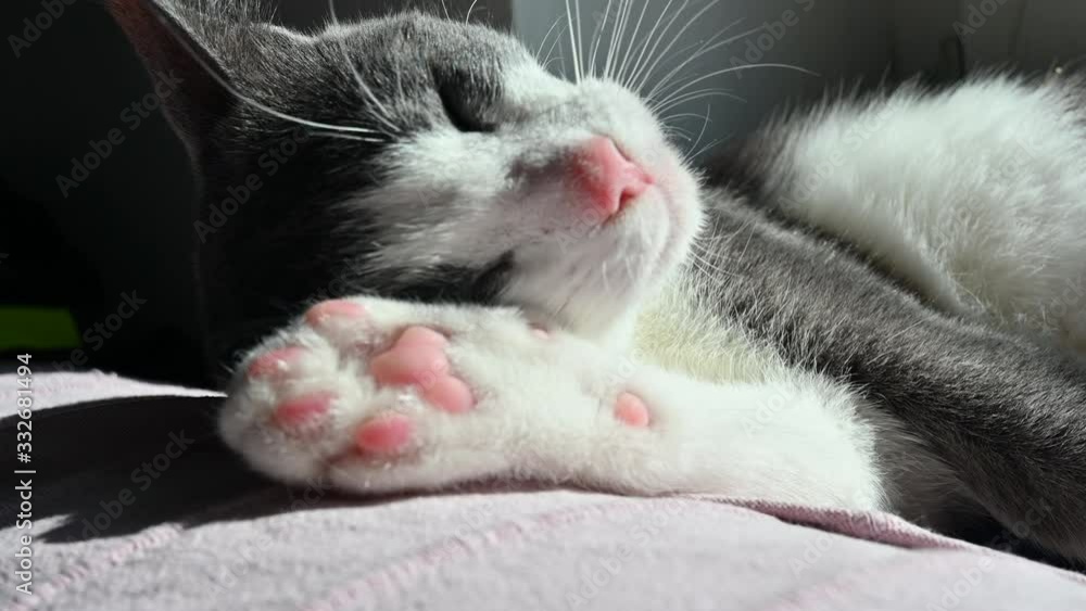 Small grey and white cat with a pink nose shaking its head and changing its napping position on the sunny sofa Small grey and white cat with a pink nose shaking its head and changing its napping position on the sunny sofa