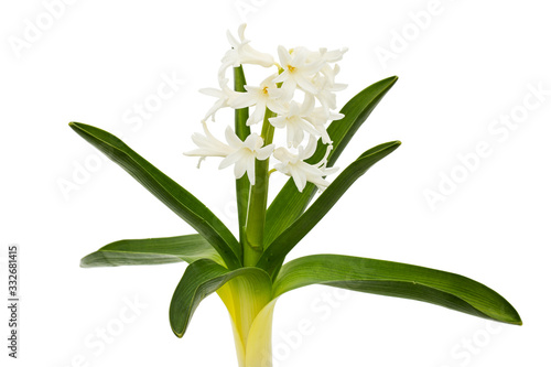 White flowers of hyacinth with green leaves  isolated on white background
