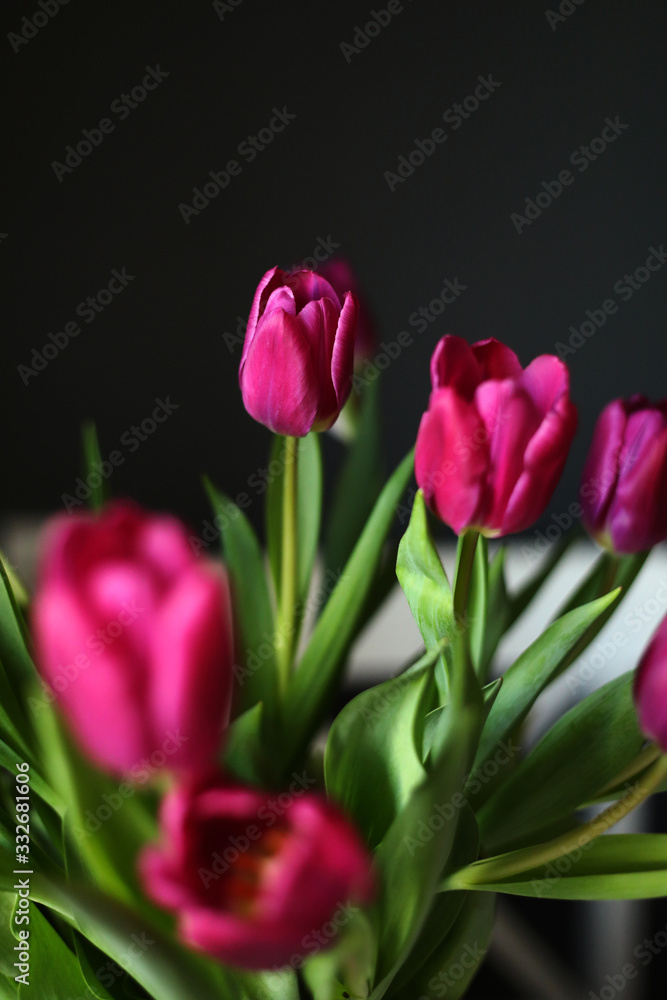 beautiful Purple Tulip flowers on Black Background. Greeting card. selective focus beautiful Purple Tulip flowers on Black Background. Greeting card. selective focus