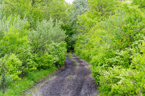 path in forest