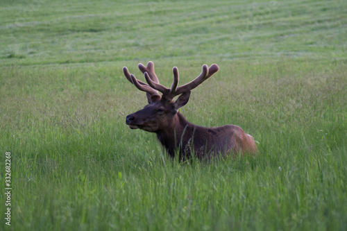 Elk in a field