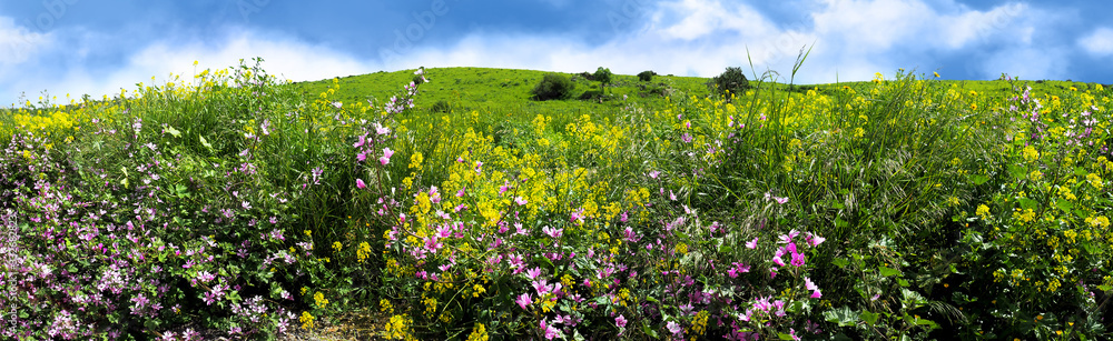 Panorama of yellow and pink flowers