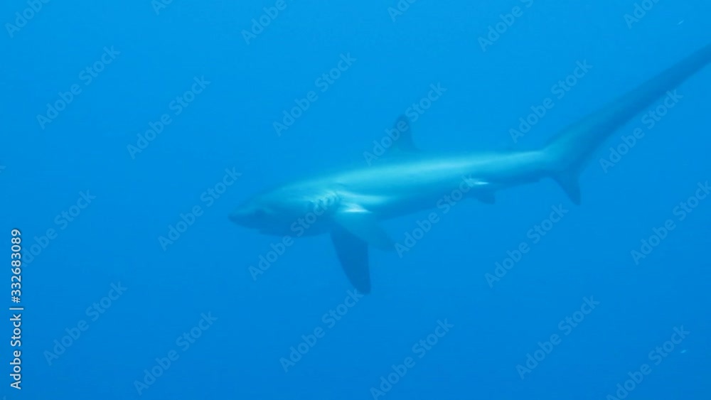 thresher shark hunting his prey thresher shark hunting his prey