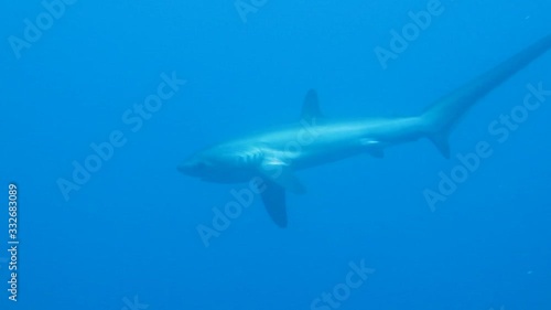 thresher shark hunting his prey
