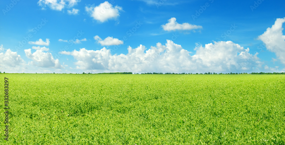 Green field and blue sky with light clouds. Wide photo .