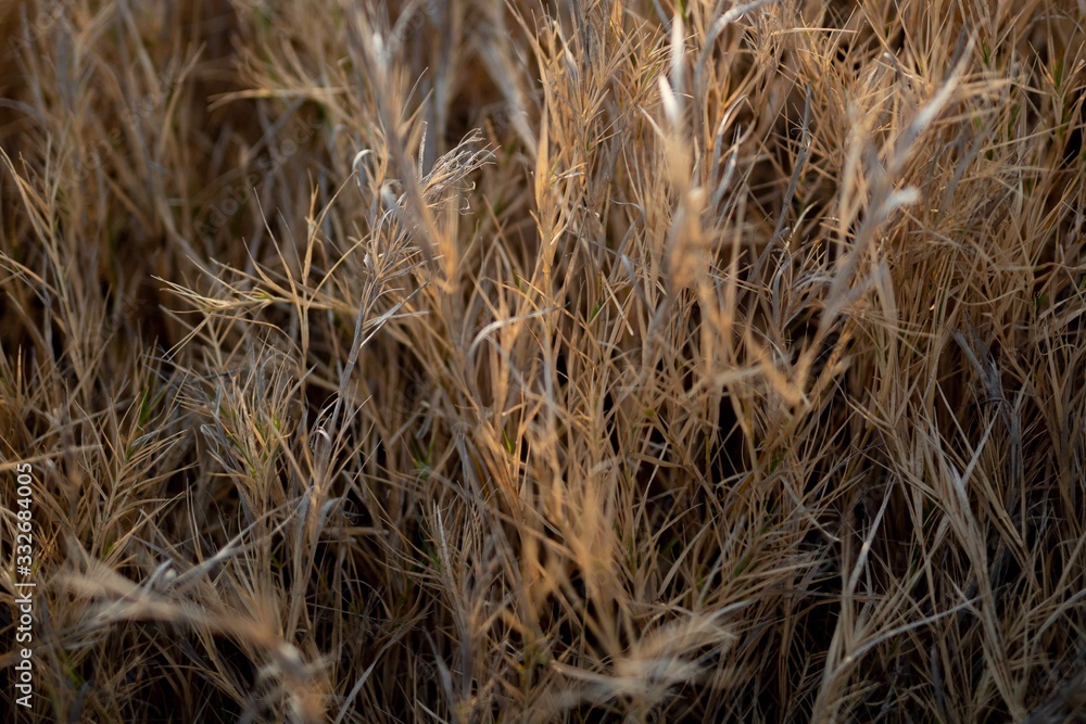 Fototapeta premium material