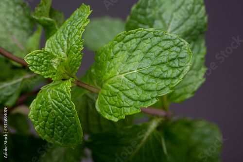 Macro image showing the texture of vibrant green spearmint leafs. Low key studio shot of fresh herb against a dark background. photo