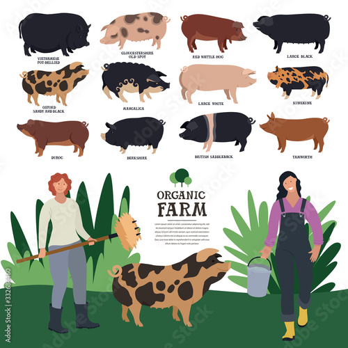 Set of twelve breeds of domestic pigs Flat vector illustration of two women farmers working on a farm Cattle breeding and stock raising