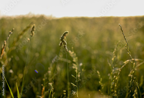 close up of grass and plants in sunny green field