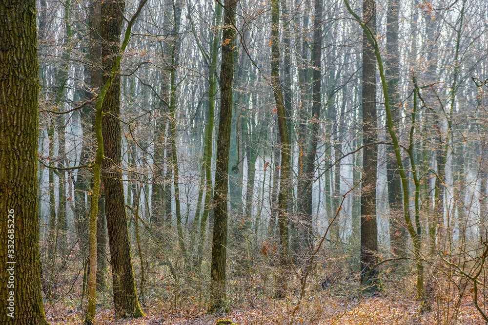 Smoke from fire in forest in Ukraine. Fire hazard. Smoke from fire in forest in Ukraine. Fire hazard.