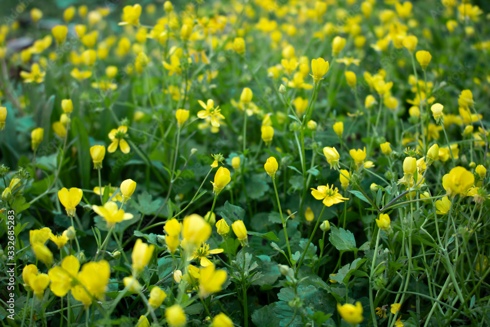 Obraz premium Spring yellow flowers in green grass