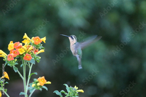 Kolibri im Anflug photo