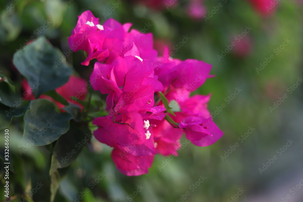 pink flower in the garden pink flower in the garden