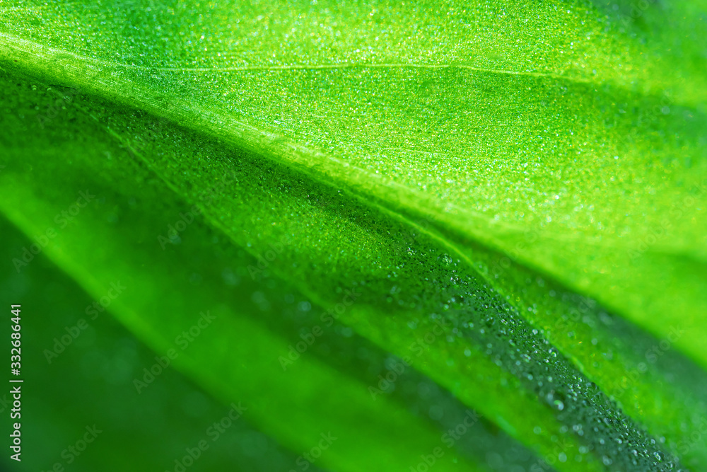 Leaf with a drop of water, macro photo in green shades. The concept of ecology, nature, environment, spring, summer. Copyspace... Leaf with a drop of water, macro photo in green shades. The concept of ecology, nature, environment, spring, summer. Copyspace...