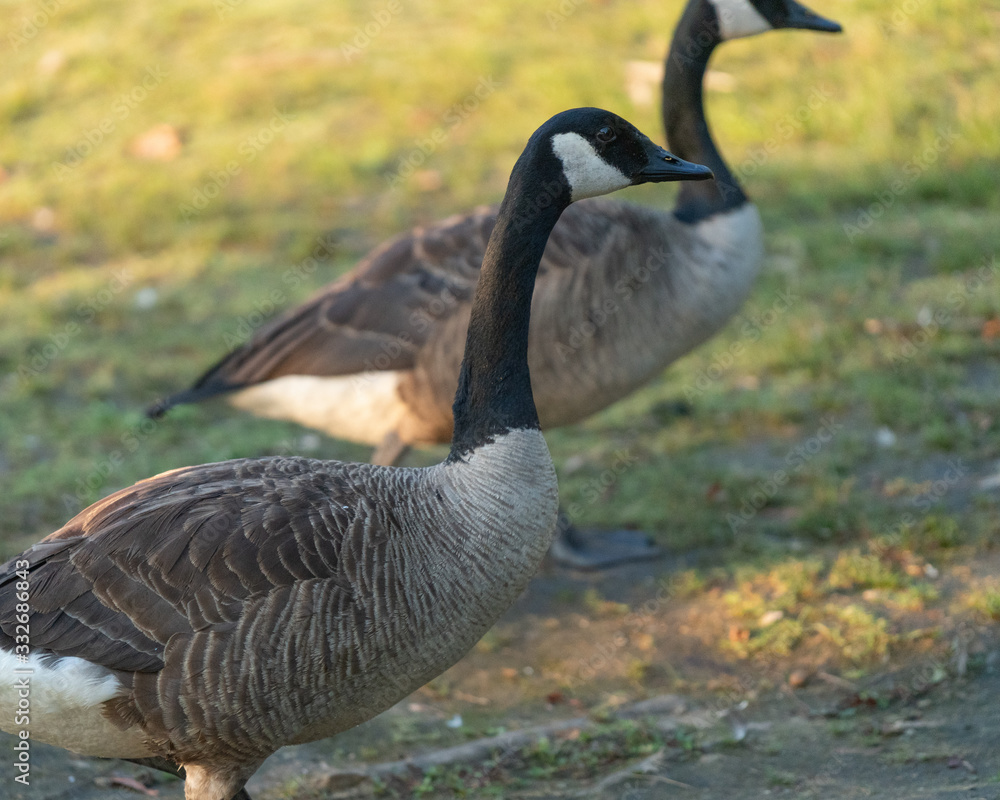 Fototapeta premium geese 