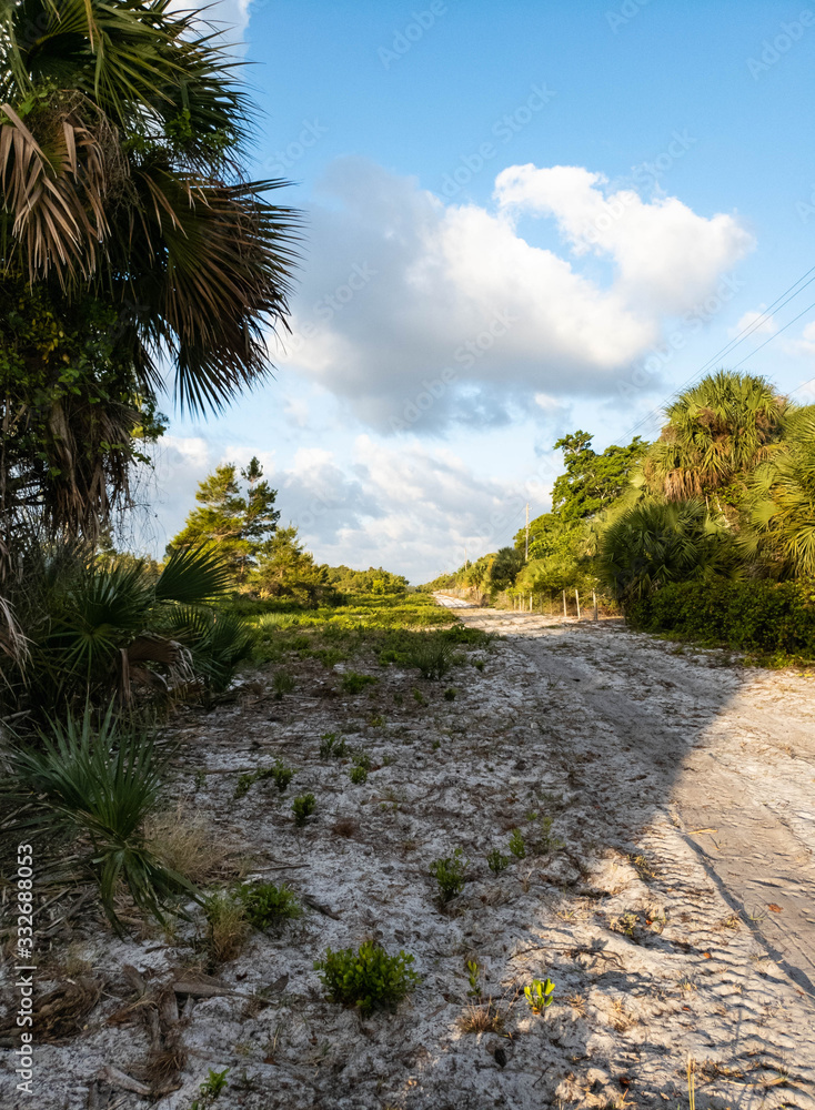 Fototapeta premium Florida State Park