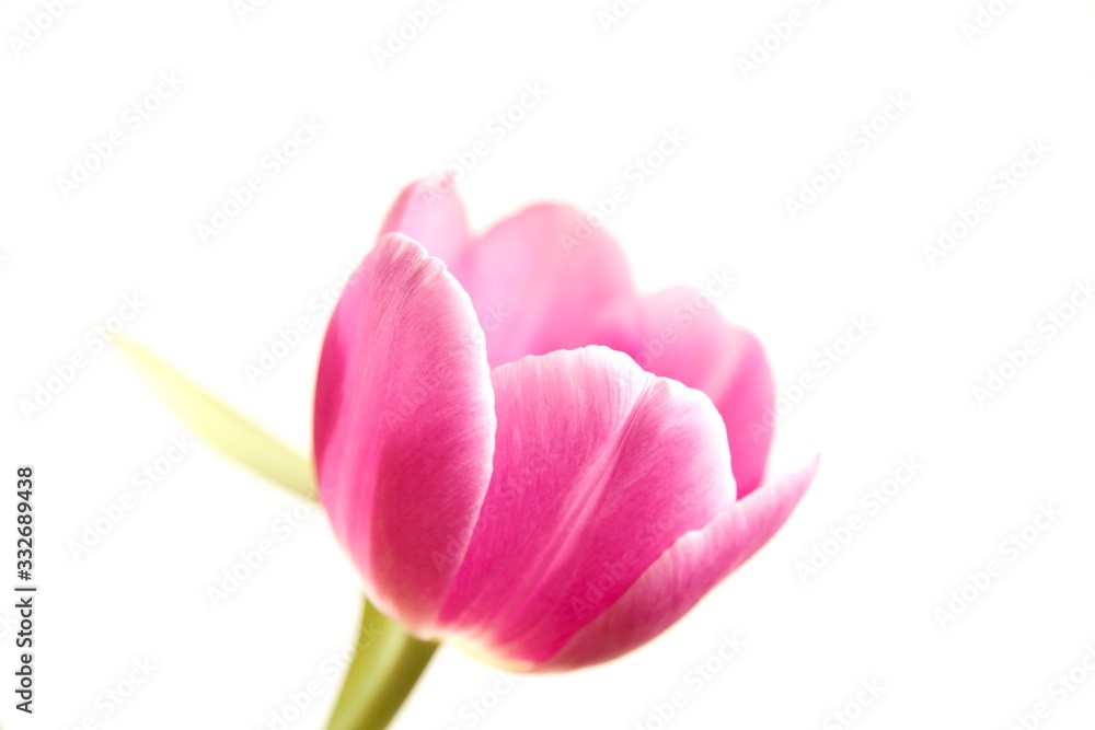 Single Pink Tulip On A White Background