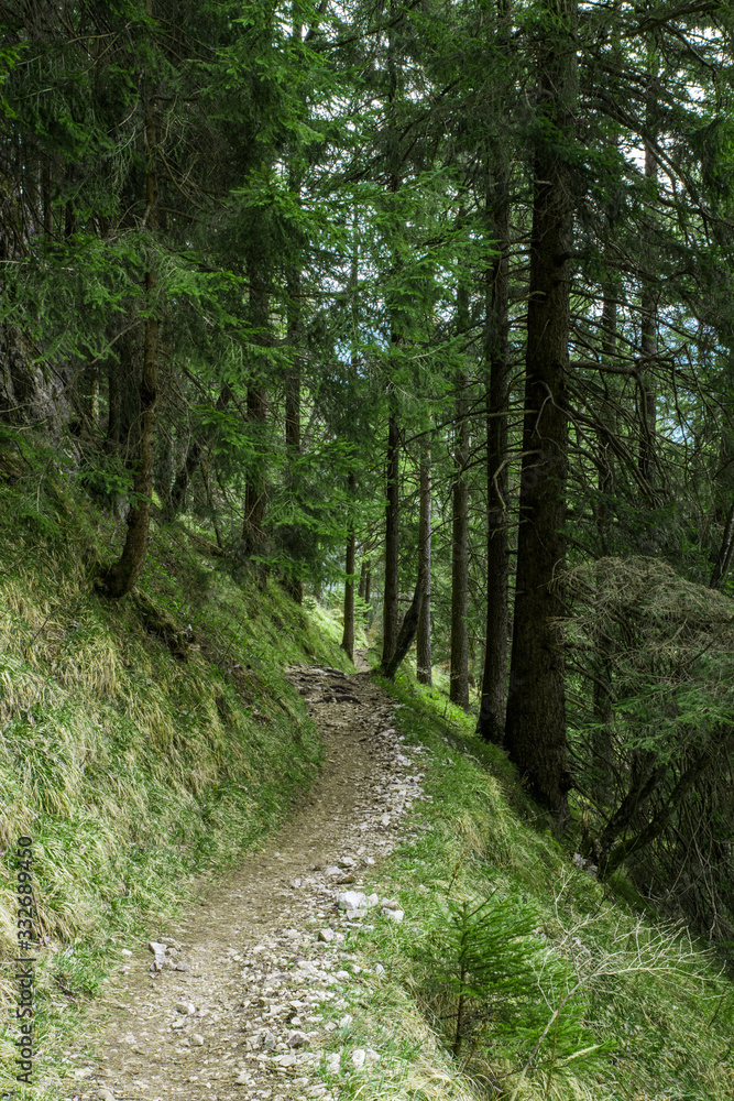 Path In The Forest / Green Pine Tree Forest / Lush Evergreen Forest In Alps Mountains Path In The Forest / Green Pine Tree Forest / Lush Evergreen Forest In Alps Mountains
