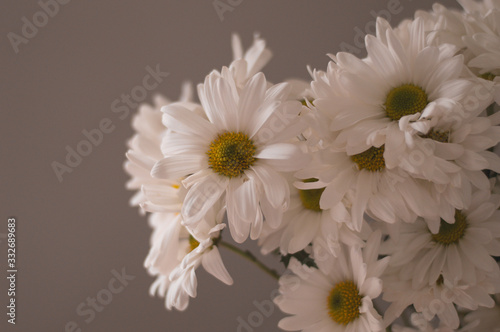 white chrysanthemum flowers