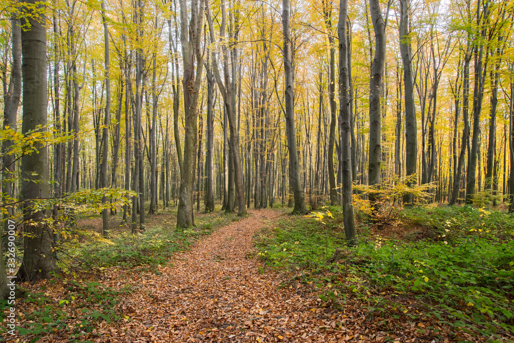 Autumn forest path and tall trees green lush vegetation yellow and orange leaves on the ground Autumn forest path and tall trees green lush vegetation yellow and orange leaves on the ground