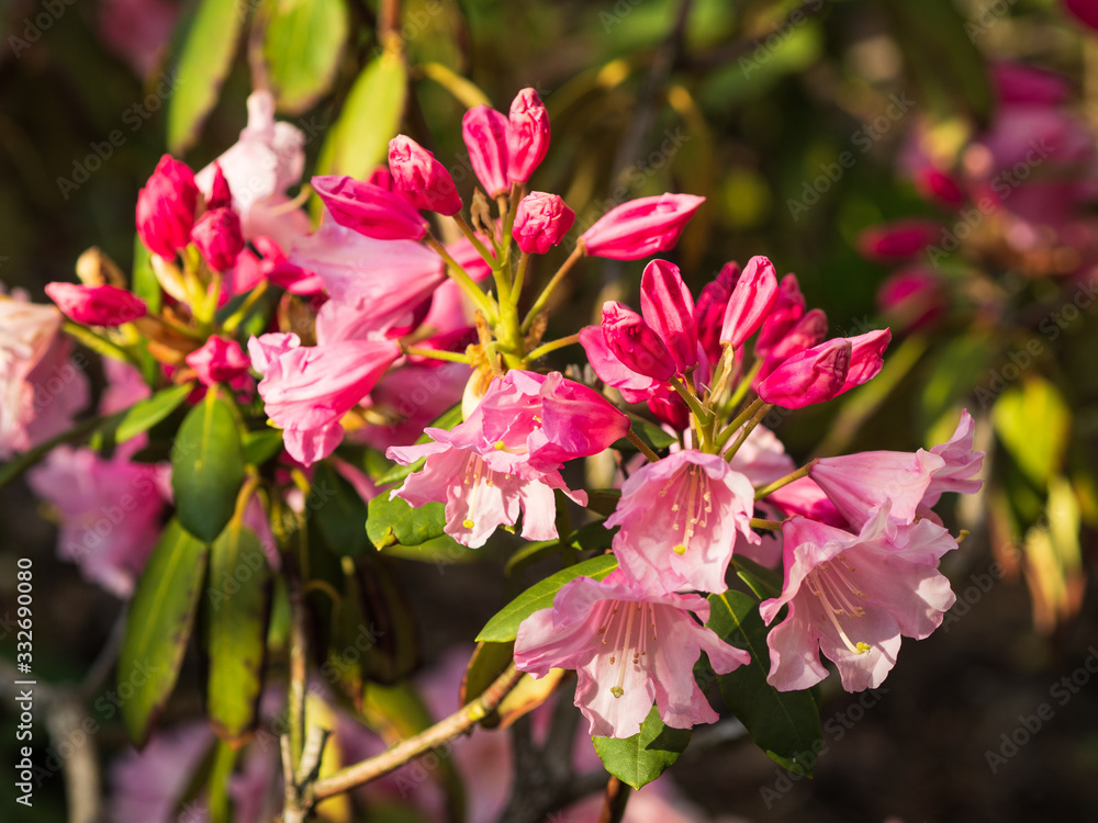 Obraz premium Rhododendron Flower Bud, Pink Azalea flower garden in spring