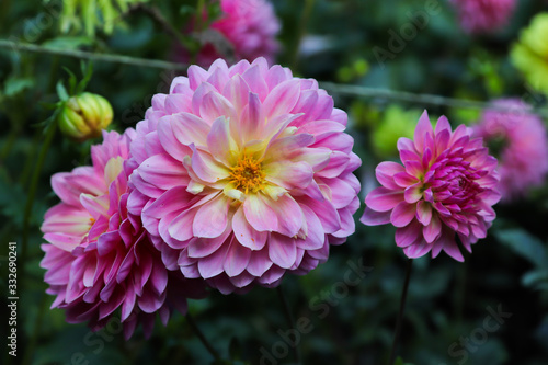 Close up of light pink petals flower