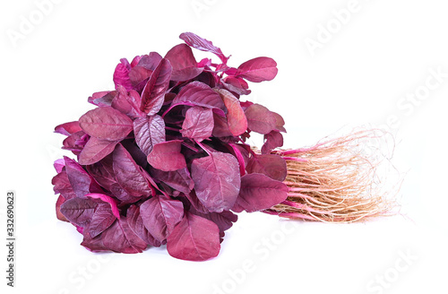 Fresh red spinach isolated on white background.