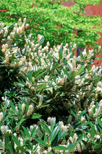 White itea called as Little Henry or Sweetspire