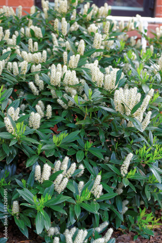 White itea called Little Henry or the Sweetspire photo