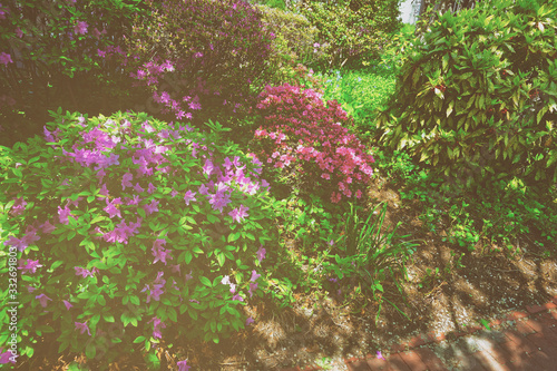 Fototapeta Naklejka Na Ścianę i Meble -  Bright purple pink bushes of flowers in park