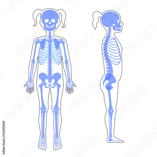 Child girl skeleton anatomy