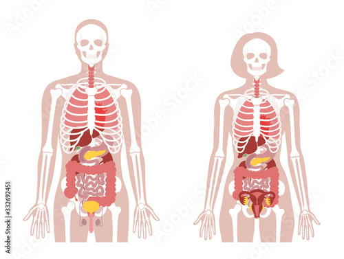 Human woman skeleton and internal organs anatomy